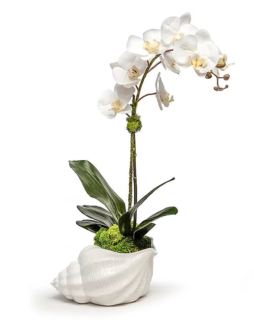 Ivy Guild - Orchid In Ceramic Conch